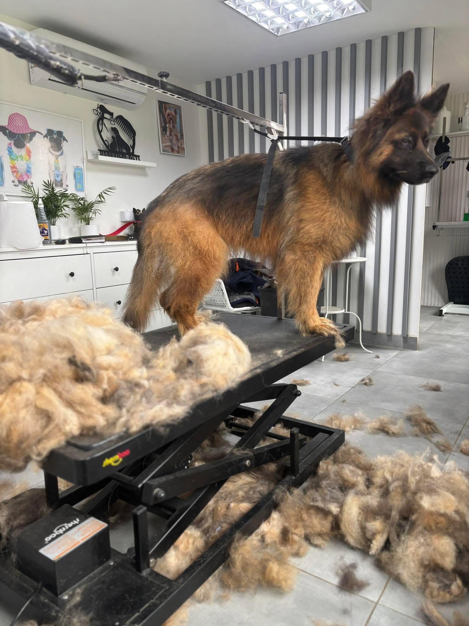 Beautiful Pets — salon groomerski Małgorzaty Szymanowskiej w Raduniu