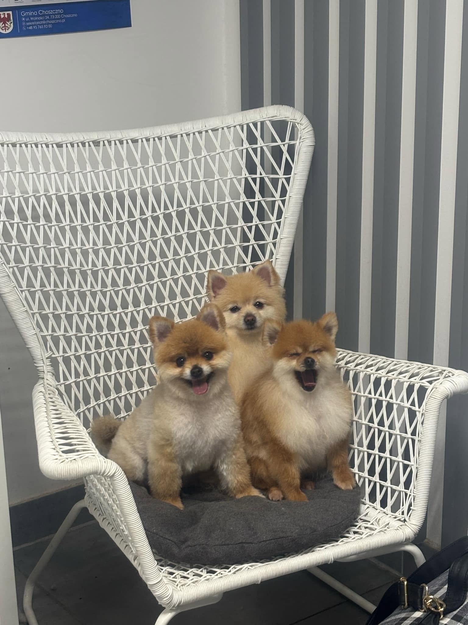 Pomeranianki po groomingu — Beautiful Pets Raduń