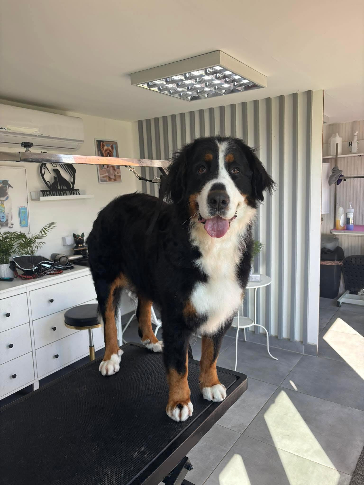 Pupil Beautiful Pets — salon groomerski Raduń